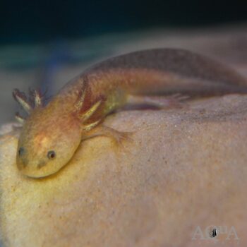 Copper Axolotl (Ambystoma mexicanum)