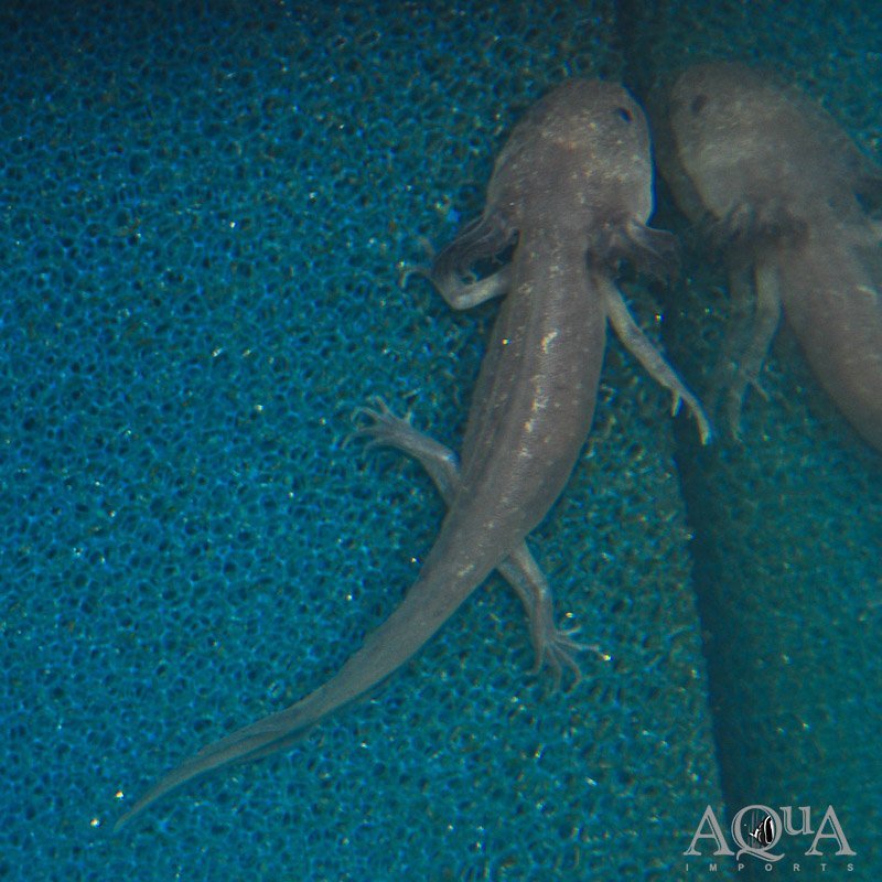 Copper Melanoid Axolotl (Ambystoma mexicanum)