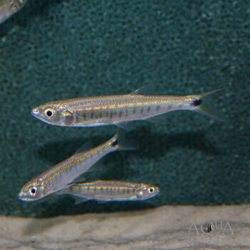 Coppernose Barb (Raiamas christyi)