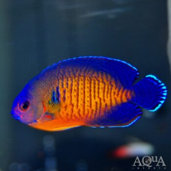 Coral Beauty Angelfish (Centropyge bispinosa)
