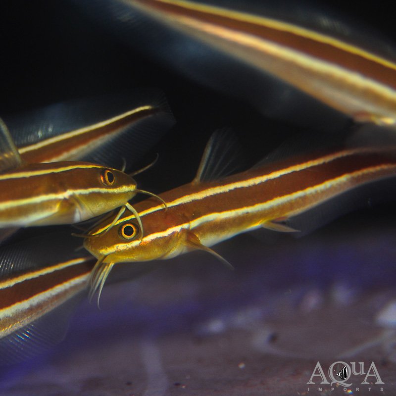 Coral Catfish (Plotosus lineatus)