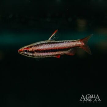 Coral Red Pencilfish (Nannostomus mortenthaleri)