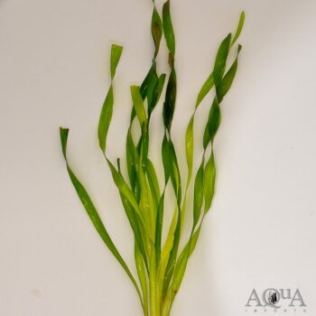 Corkscrew Val (Vallisneria "corkscrew")