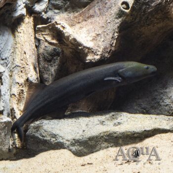 Cornish Jack (Mormyrops anguilloides)