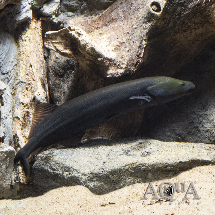 Cornish Jack (Mormyrops anguilloides)