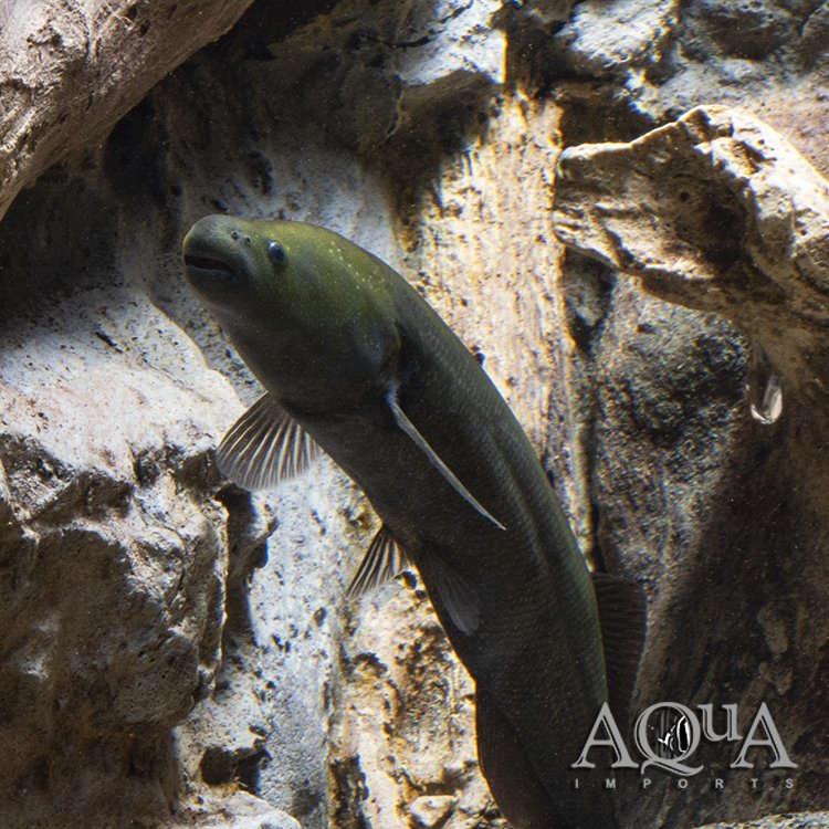 Cornish Jack (Mormyrops anguilloides) - Image 2