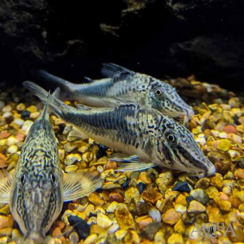 Fowleri Cory (Corydoras fowleri)