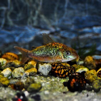 C005 Pantanalensis Cory (Brochis pantanalensis)