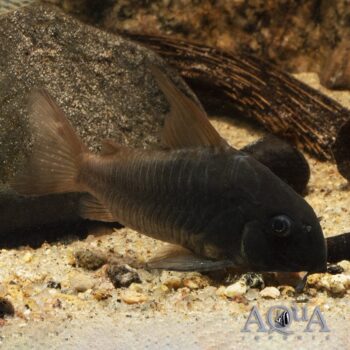 Concolor Cory (Hoplisoma concolor)