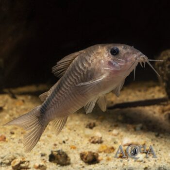 Black Band Cory (Osteogaster zygatus)