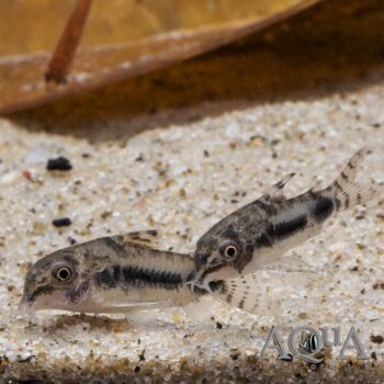 Habrosus Pygmy Cory (Hoplisoma habrosus)