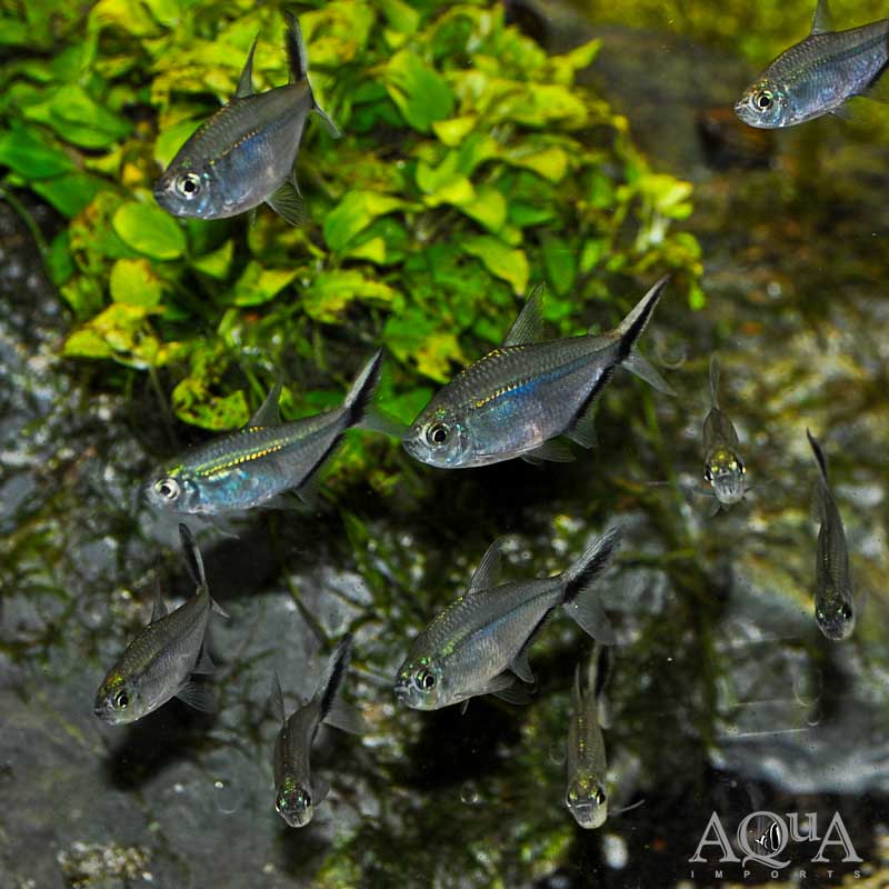 Costae Tetra (Moenkhausia costae)