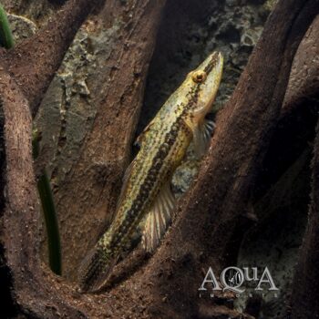 Crazy Fish (Butis butis)