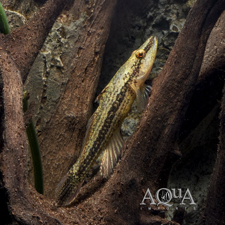 Crazy Fish (Butis butis)