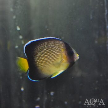 Cream Angelfish (Apolemichthys xanthurus)