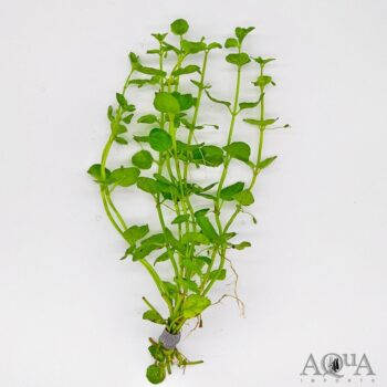 Creeping Charlie (Micromeria brownei)