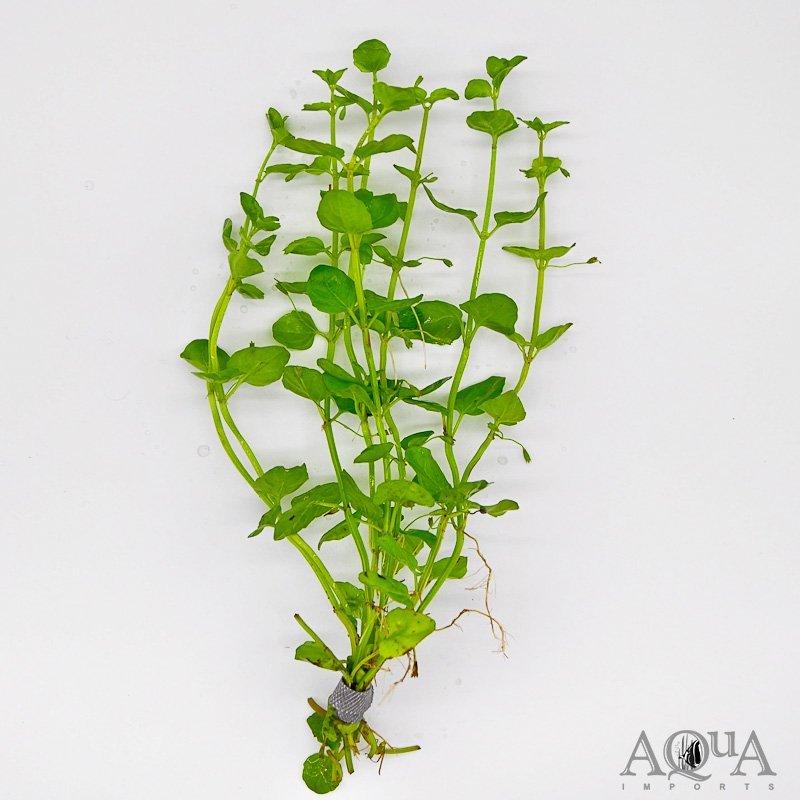 Creeping Charlie (Micromeria brownei)