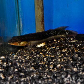 Suriname Flame Pike Cichlid (Lugubria multispinosa)