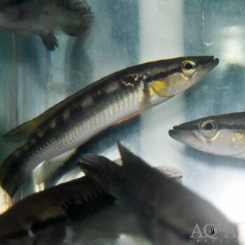 Suriname Spangle Pike Cichlid (Crenicichla nickeriensis)