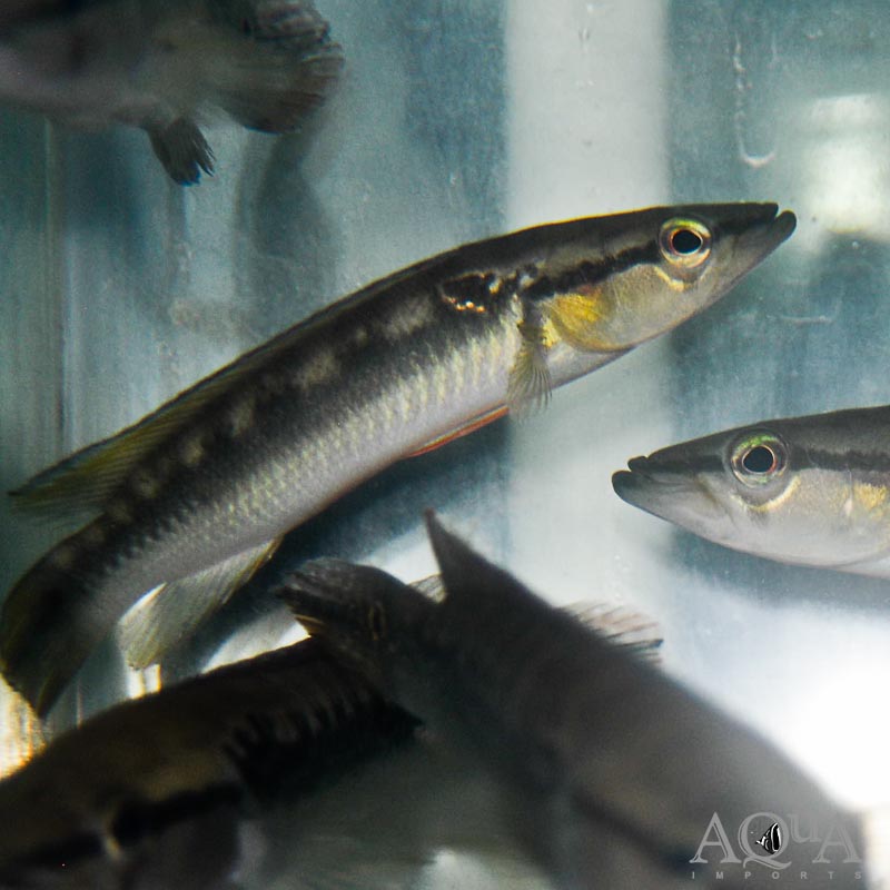 Suriname Spangle Pike Cichlid (Crenicichla nickeriensis)