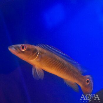 Blunt Faced Pike Cichlid (Crenicichla semifasciata)