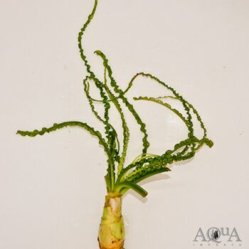 Crinum calamistratum