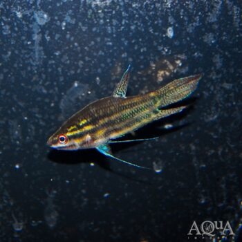 Croaking Gourami (Trichopsis vittata)