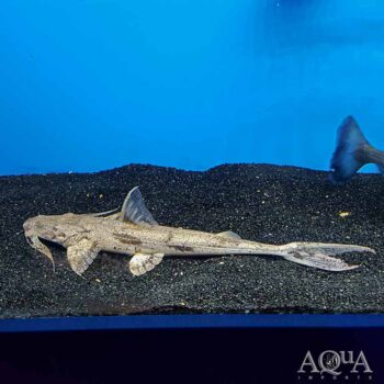 Crocodile Goonch Catfish (Bagarius suchus)
