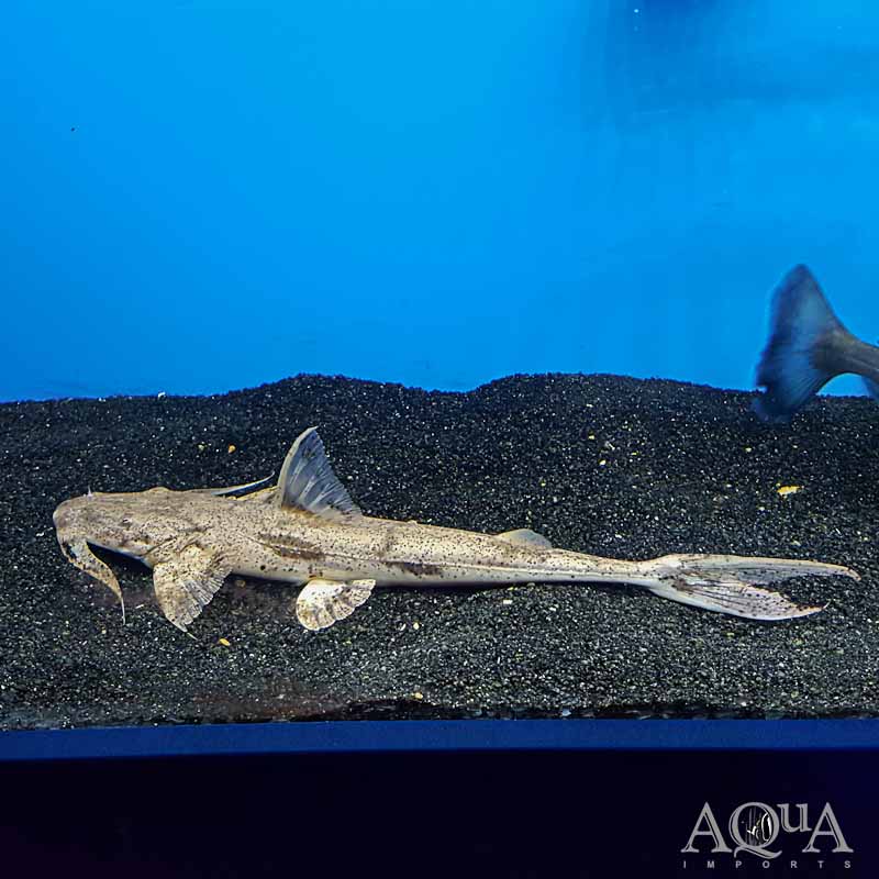 Crocodile Goonch Catfish (Bagarius suchus)