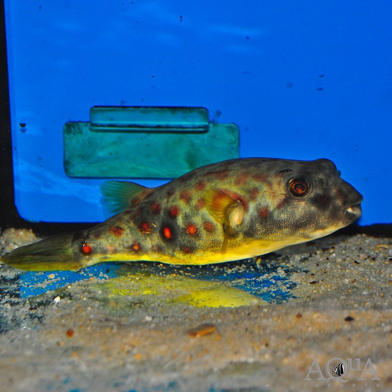 Cross River Puffer (Tetraodon pustulatus)