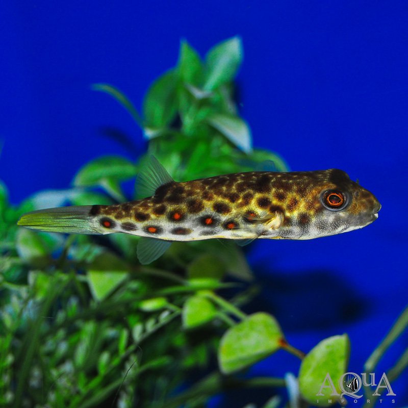 Cross River Puffer (Tetraodon pustulatus)