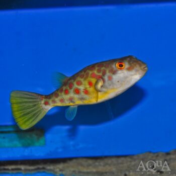 Cross River Puffer (Tetraodon pustulatus)