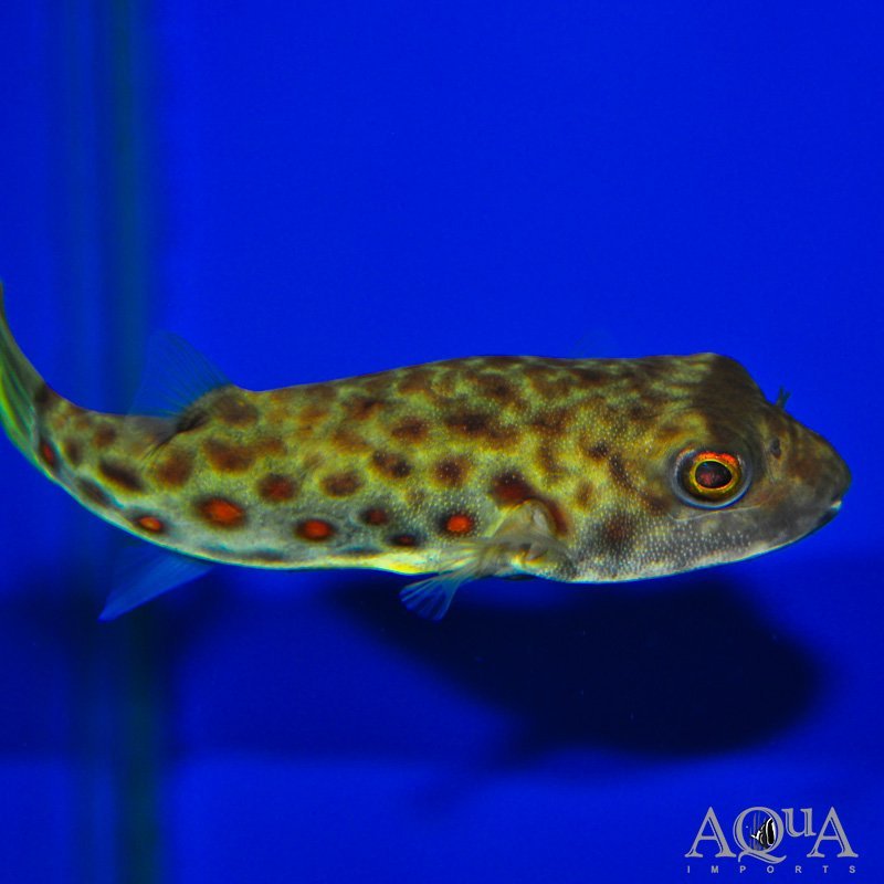 Cross River Puffer (Tetraodon pustulatus)