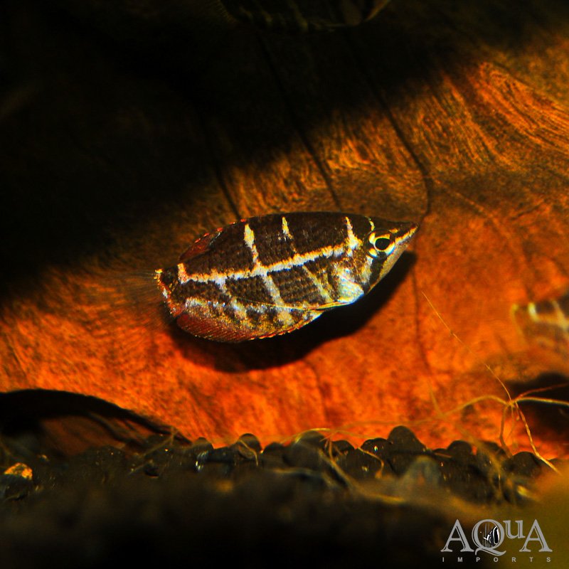 Crossband Chocolate Gourami (Sphaerichthys selatanensis)