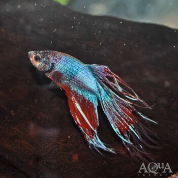 Crowntail Betta Male (Betta splendens)