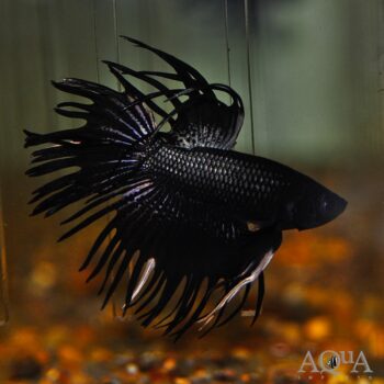 Crowntail Black Orchid Betta (Betta splendens)