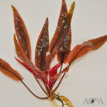 Cryptocoryne 'Pink Flamingo'
