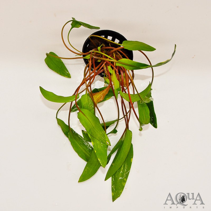 Cryptocoryne affinis Red