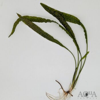 Cryptocoryne aponogetifolia