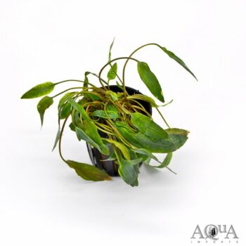 Cryptocoryne beckettii