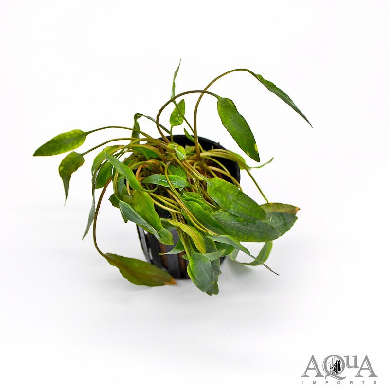 Cryptocoryne beckettii