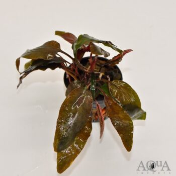 Cryptocoryne blassii