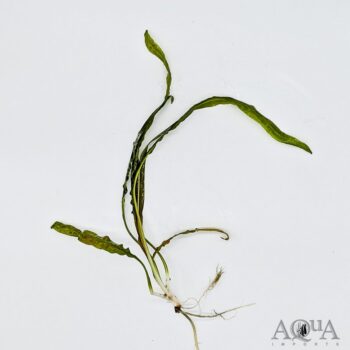 Cryptocoryne balansae