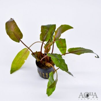 Cryptocoryne hudoroi