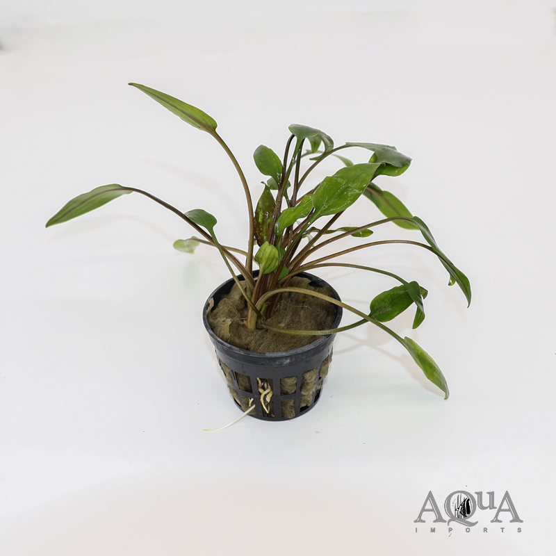 Cryptocoryne lucens