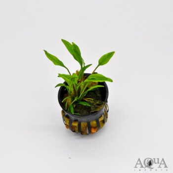 Cryptocoryne lutea