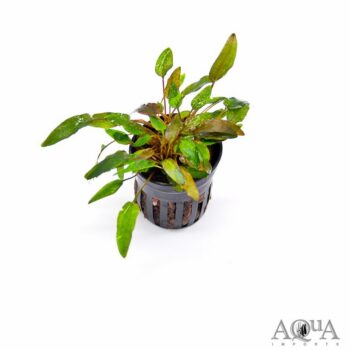 Cryptocoryne mioya