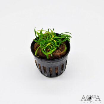 Cryptocoryne parva