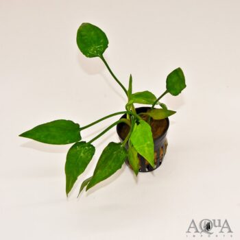 Cryptocoryne pontederiifolia