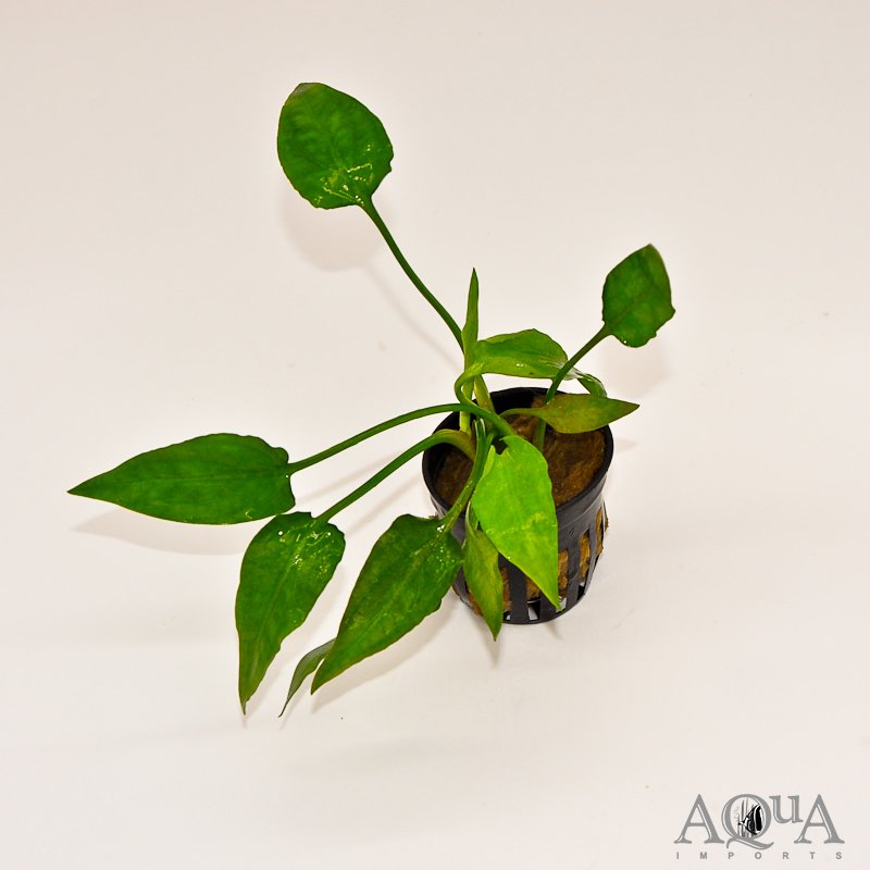 Cryptocoryne pontederiifolia